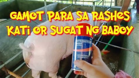 gamot sa galis ng baboy